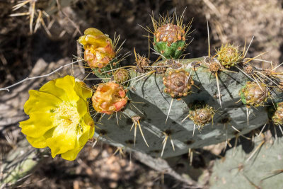 Botanical Garden, San Miguel de Allende