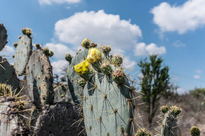 Botanical Garden, San Miguel de Allende