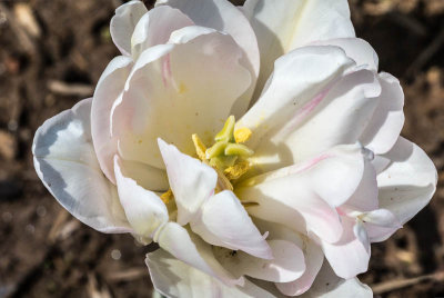 Dumbarton Oaks