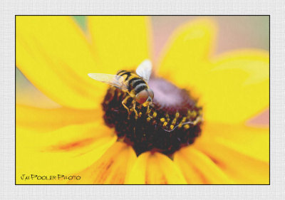 Bee in the Garden