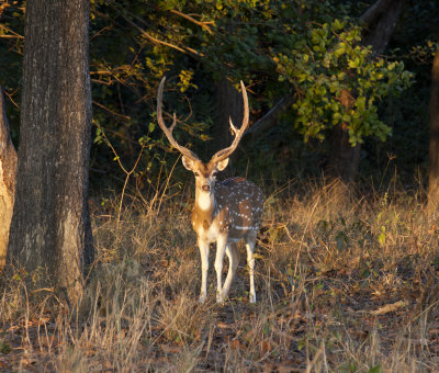 Spotted Deer, Kanha N.P.