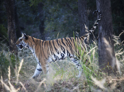 Adult Tiger, Bandhavgarh N.P.