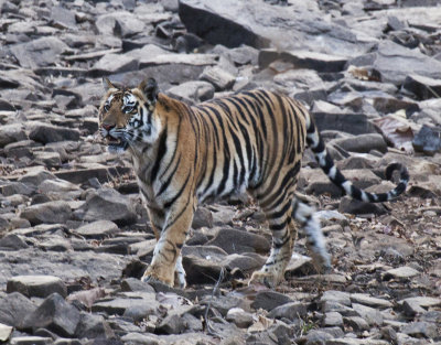 Adult Tiger, Panna N.P.