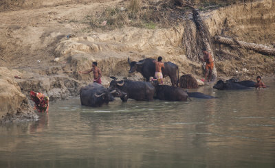 Buffalo washing, Ganges 
