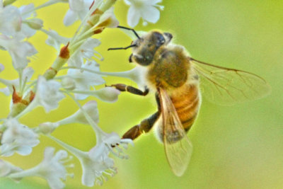 Honey Bee Delight