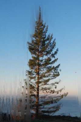 Sunrise Tree Window