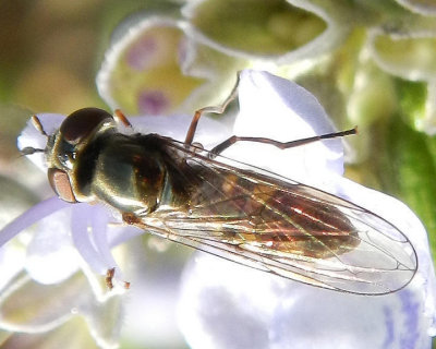 DSCN7652 Pollinator - Small n' Slim