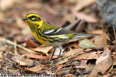 _Birding Catalina Island