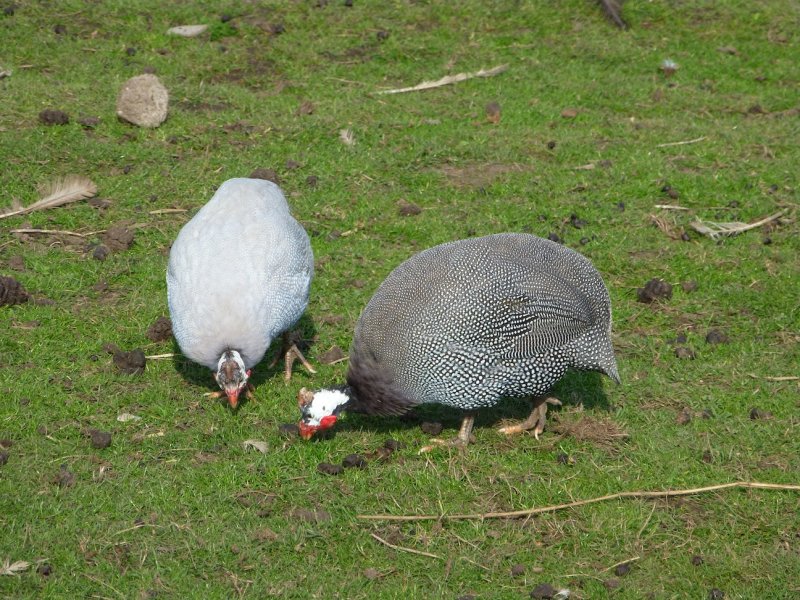 Guinee fowls in Dutch countryside