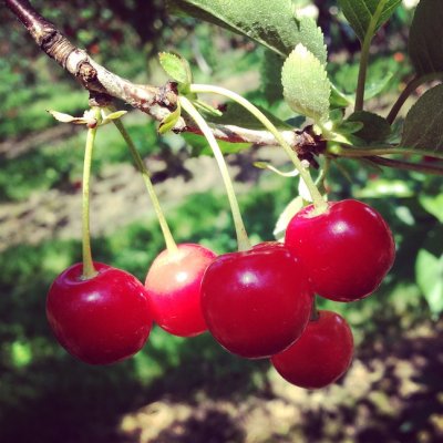Cherries on top