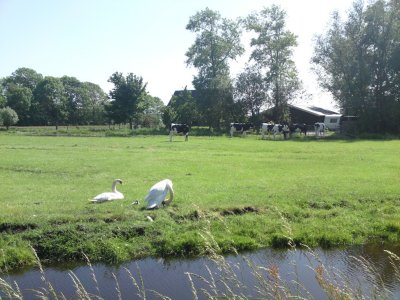 Swans