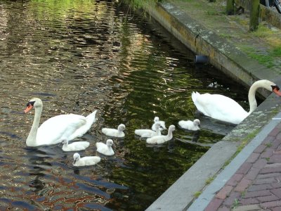 Swans in Volendam