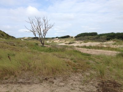 Dunes between Noordwijk aan Zee and Zandvoort