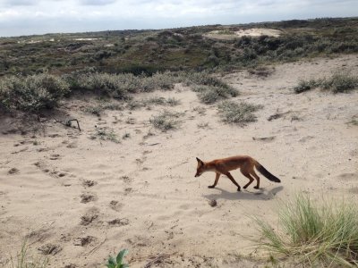 Fox between Noordwijk aan Zee and Zandvoort