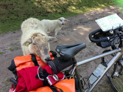 Curious sheep