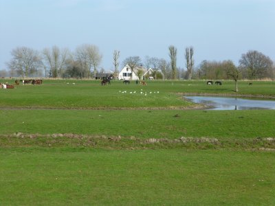 Dutch countryside