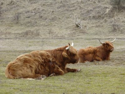 Zuid-Kennemerland, Scottish highlanders