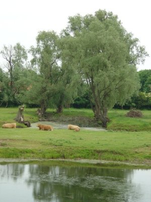 Around Nijmegen, Gelderland province