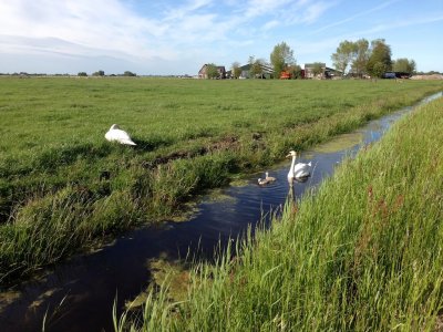 Swans in Waterland