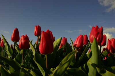 Flower fields in the Netherlands