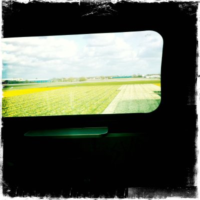 Flower fields in the Netherlands