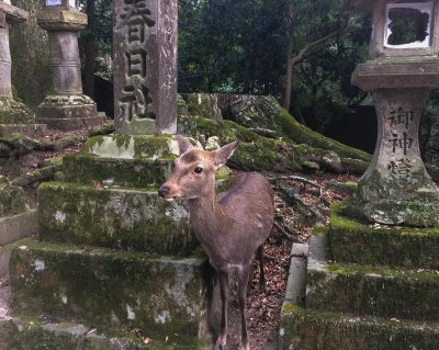 Deer and lanterns, Kasuga-taisha Shrine