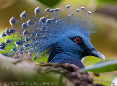 Crowned Pigeon (New Guinea)