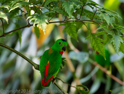 Blue-crowned Hanging Parrot (Asia)