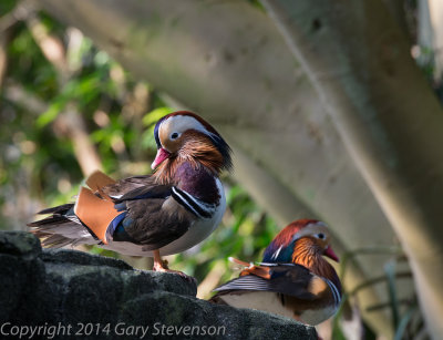 Mandarin Duck (Asia)
