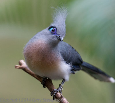 Crested Coua (Madagascar)