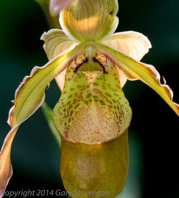 Orchid