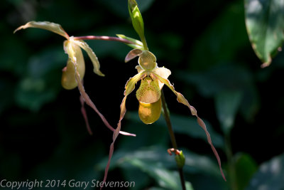 Orchid