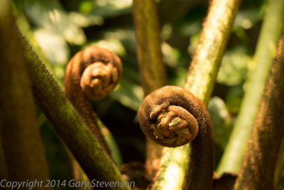 Unfolding life
