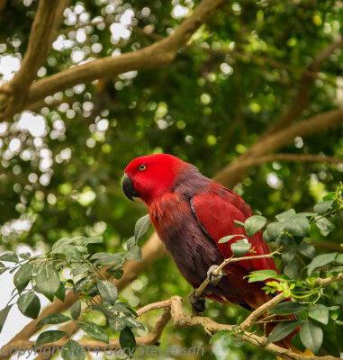 Eclectus Parrot (Australia, New Guinea, Solomon Islands)