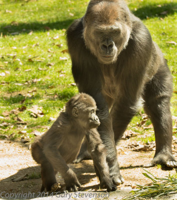 Gorilla mom and gorilla kid