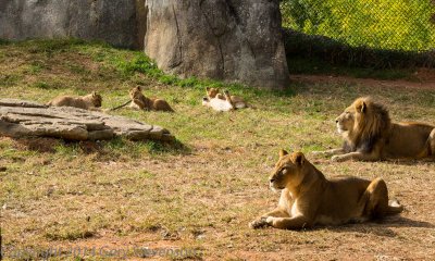 Watching the kids