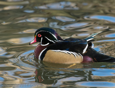 Wood Duck