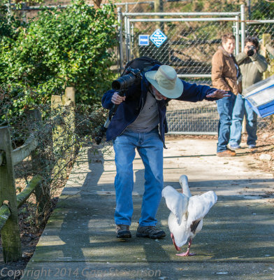 Guard Duck - acosted