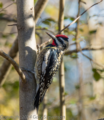 Yellow-bellied Sapsucker