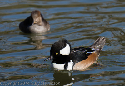 Hooded Merganser