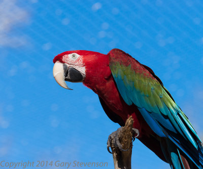 Macaw
