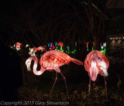 Flamingoes