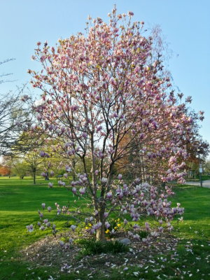 Chicago purple flower tree, Spring 2013