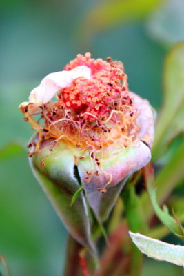 Dying rose, International Rose Test Garden, Portland, Oregon 
