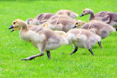 Young geese, Governor Tom McCall Waterfront Park, Portland, Oregon