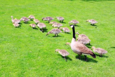 Mother Goose, Governor Tom McCall Waterfront Park, Portland, Oregon