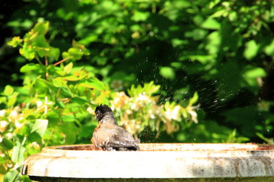 Bird bath, Pittock Mansion, Portland, Oregon