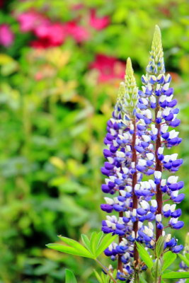 Gardens, Pittock Mansion, Portland, Oregon