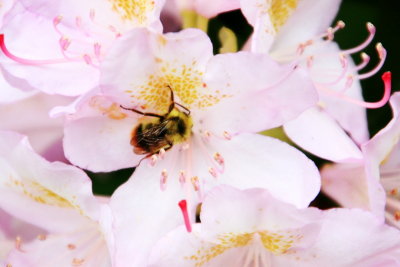 Bee, flower, gardens, Pittock Mansion, Portland, Oregon