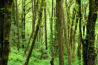 Woods around Pittock Mansion, Portland, Oregon